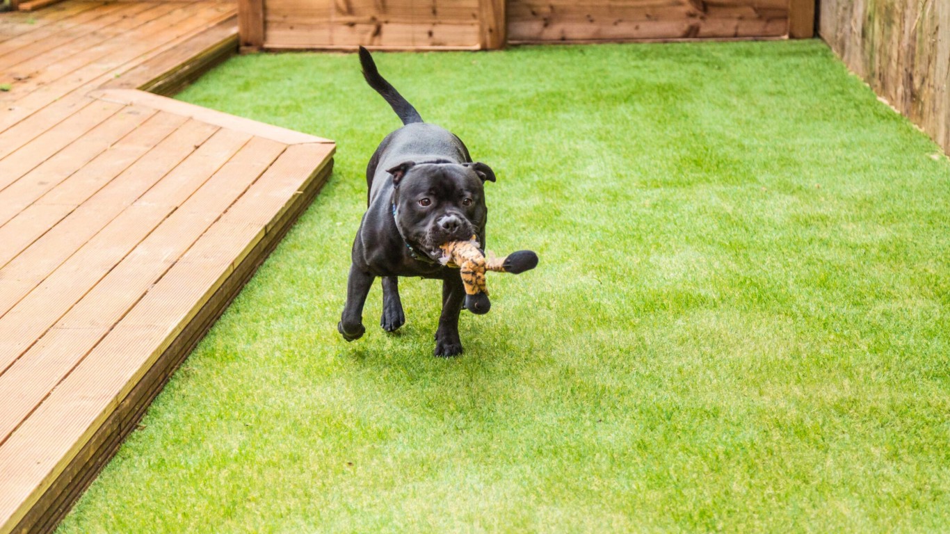 Pet-safe artificial grass with drainage system for dogs in Carlsbad